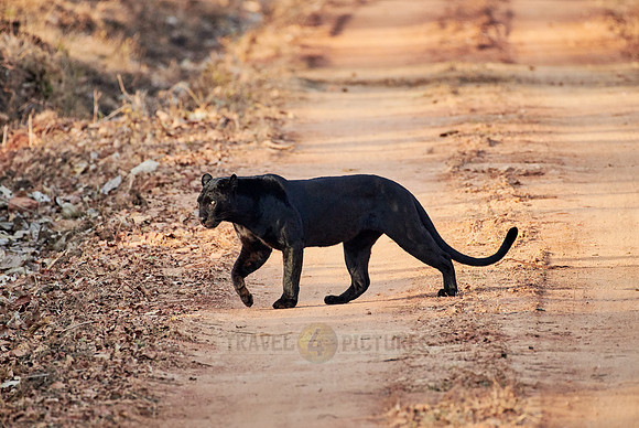 the elusive Black panther, melanistic  Indian leopard
