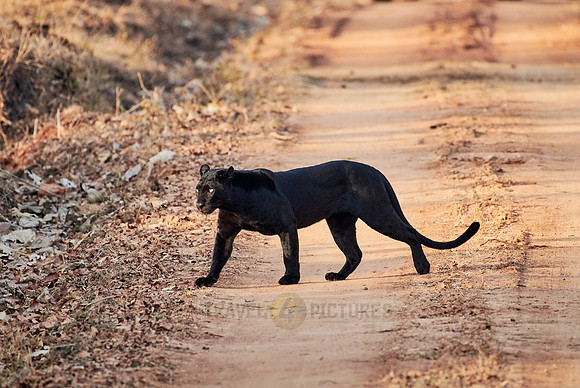 the elusive Black panther, melanistic  Indian leopard