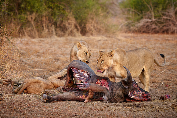 pride of lioness (Panthera leo) at buffalo kill