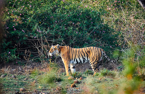 Bengal tiger, (Panthera tigris tigris)