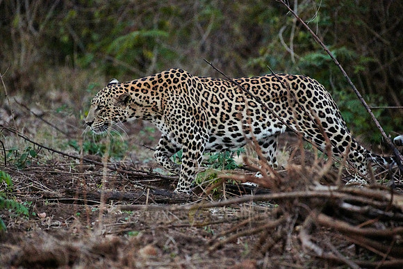 Indian leopard (Panthera pardus fusca)