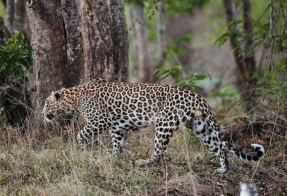 Indian leopard (Panthera pardus fusca)
