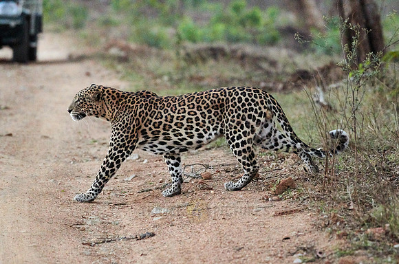 Indian leopard (Panthera pardus fusca)