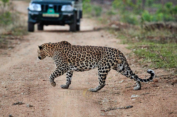 Indian leopard (Panthera pardus fusca)