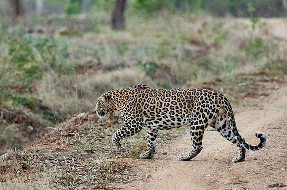 Indian leopard (Panthera pardus fusca)