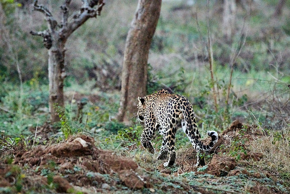 Indian leopard (Panthera pardus fusca)