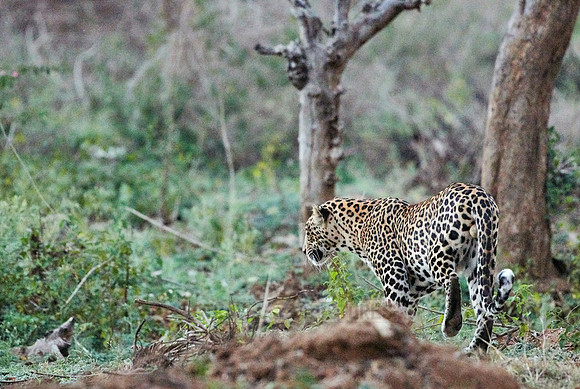 Indian leopard (Panthera pardus fusca)