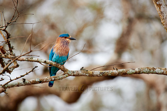 Indian roller (Coracias benghalensis)
