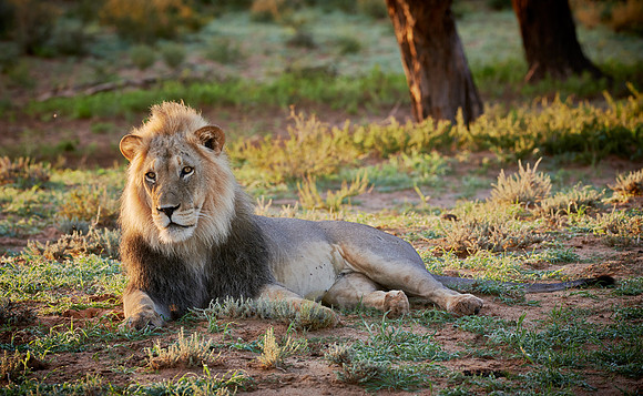 male lion (Panthera leo)