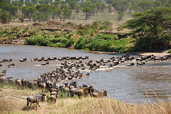 wildebeest on great migration crossing Mara River