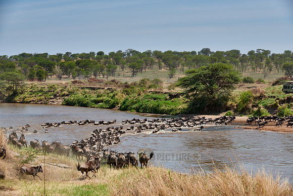 wildebeest on great migration crossing Mara River