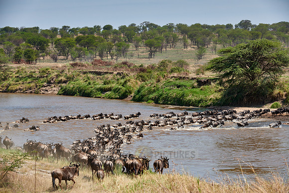 wildebeest on great migration crossing Mara River