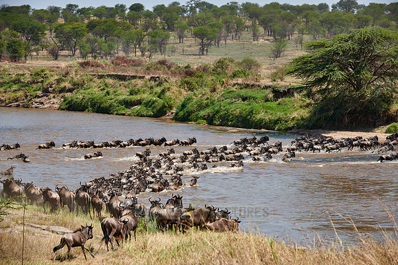 wildebeest on great migration crossing Mara River