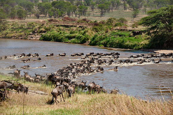 wildebeest on great migration crossing Mara River