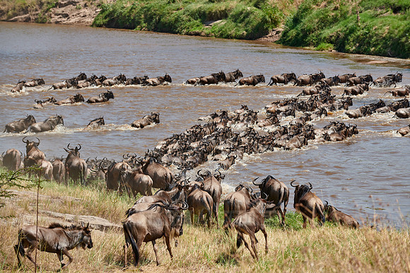 wildebeest on great migration crossing Mara River
