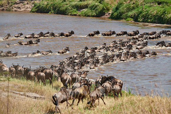 wildebeest on great migration crossing Mara River