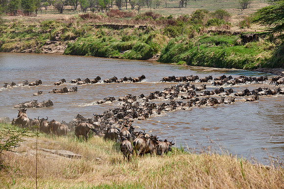 wildebeest on great migration crossing Mara River