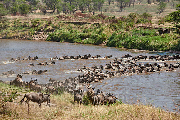 wildebeest on great migration crossing Mara River