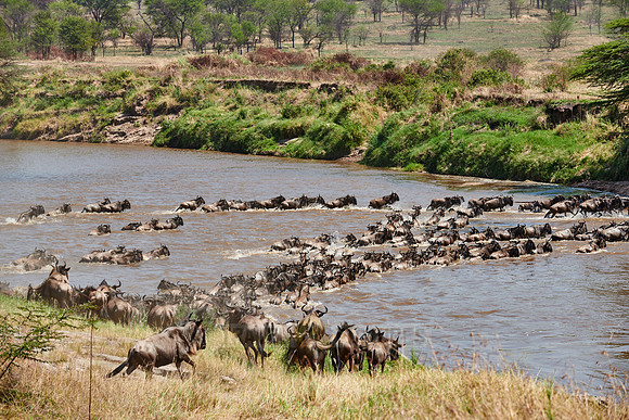 wildebeest on great migration crossing Mara River