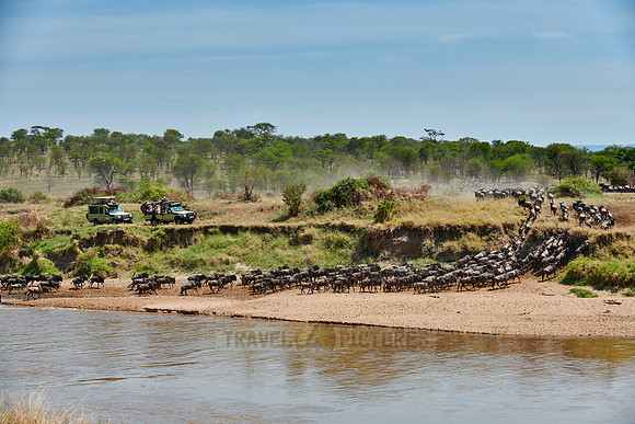 wildebeest on great migration crossing Mara River