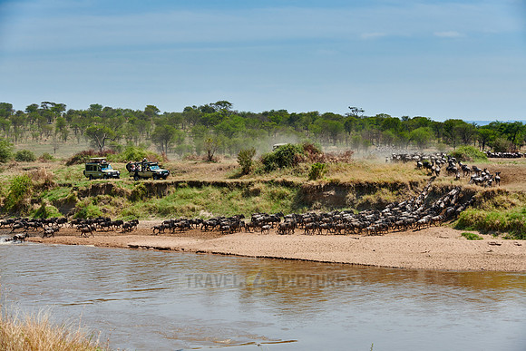 wildebeest on great migration crossing Mara River