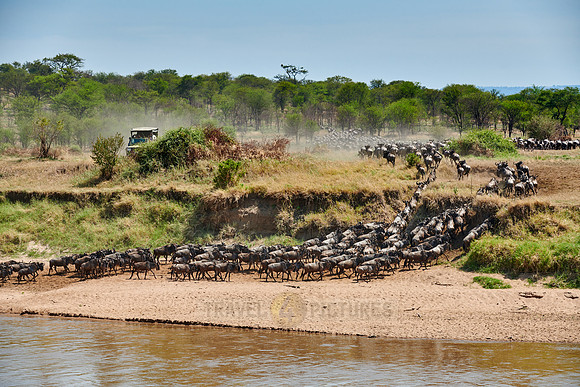 wildebeest on great migration crossing Mara River