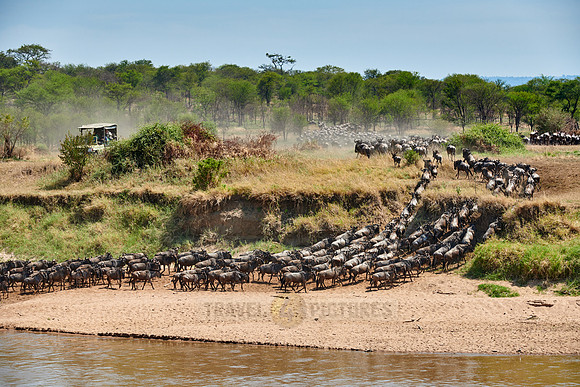wildebeest on great migration crossing Mara River