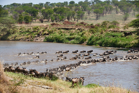 wildebeest on great migration crossing Mara River