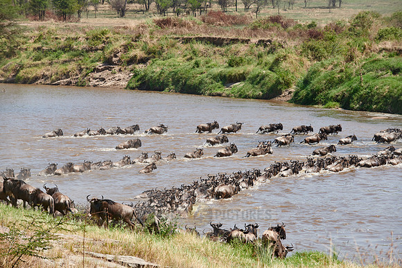 wildebeest on great migration crossing Mara River