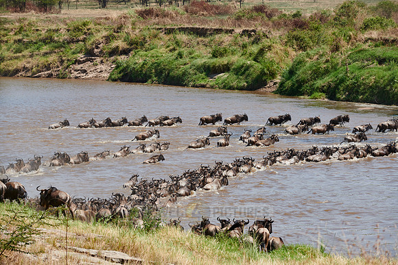 wildebeest on great migration crossing Mara River