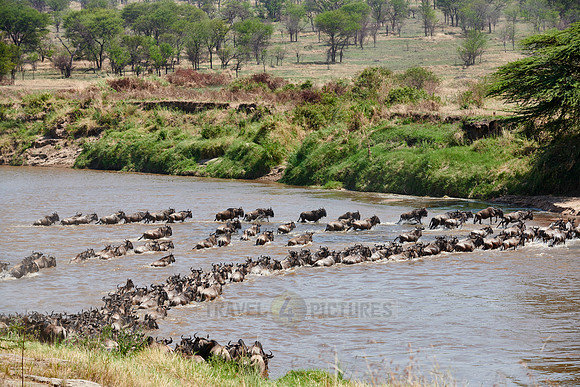 wildebeest on great migration crossing Mara River
