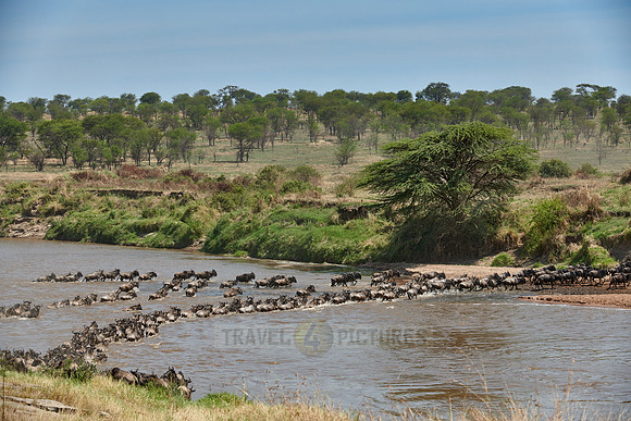 wildebeest on great migration crossing Mara River