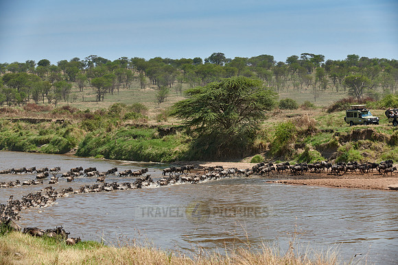 wildebeest on great migration crossing Mara River