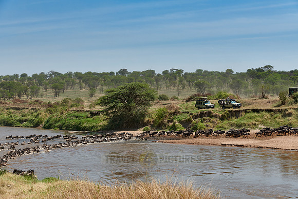 wildebeest on great migration crossing Mara River