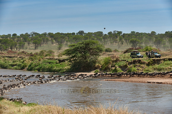 wildebeest on great migration crossing Mara River