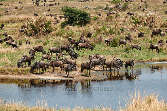 blue wildebeest reflecting in a waterhole