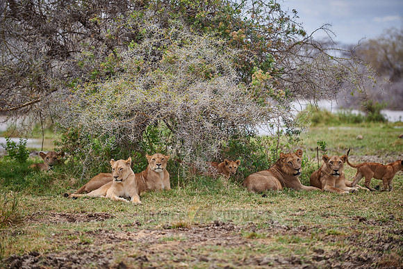 lioness (lion, Panthera leo)