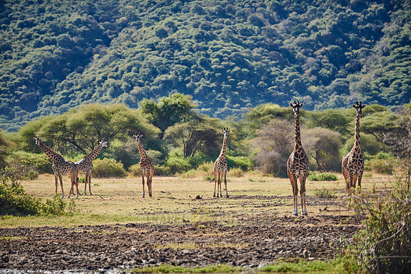 Masaai giraffes (Giraffa tippelskirchii)