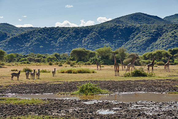 Masaai giraffes (Giraffa tippelskirchii) and Zebras (Equus quagga)