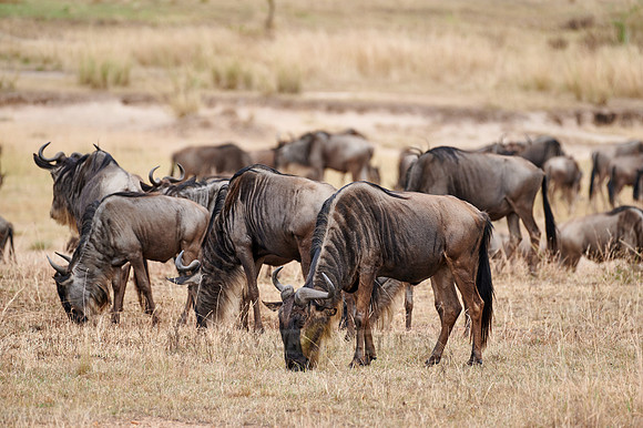 wildebeest on great migration thru Serengeti