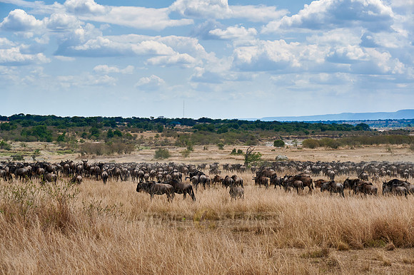 wildebeest on great migration thru Serengeti