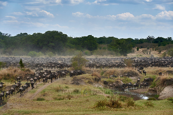 wildebeest on great migration thru Serengeti