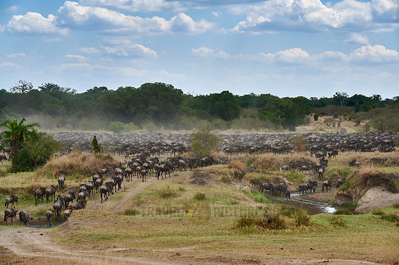 wildebeest on great migration thru Serengeti