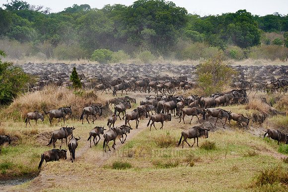 wildebeest on great migration thru Serengeti