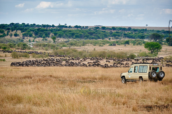 safari car watching wildebeest on great migration thru Serengeti