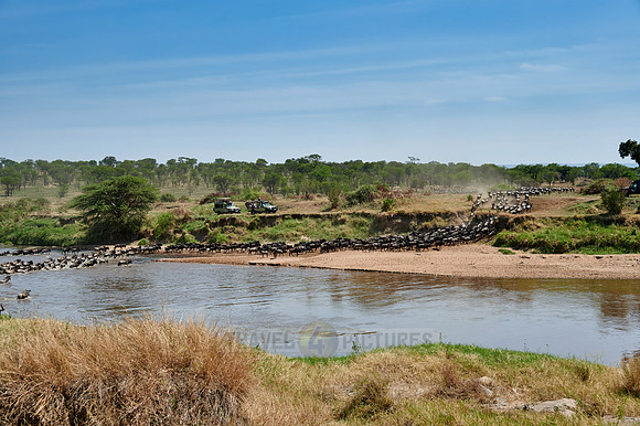 wildebeest on great migration crossing Mara River
