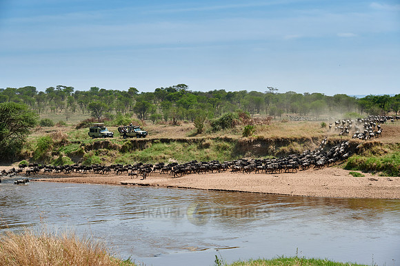 wildebeest on great migration crossing Mara River
