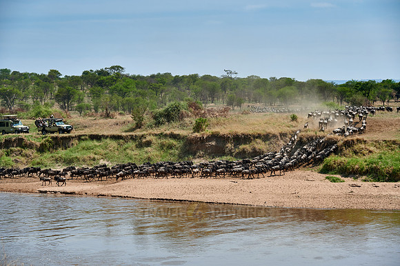 wildebeest on great migration crossing Mara River