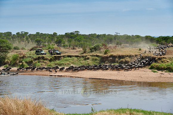 wildebeest on great migration crossing Mara River