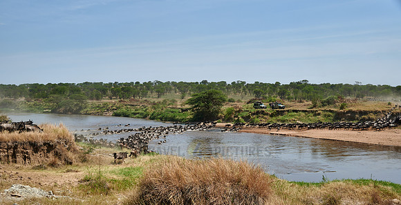 wildebeest on great migration crossing Mara River